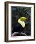 Keel-Billed Toucan (Rainbow-Billed Toucan), Macaw Mountain Bird Park, Near Copan, Honduras-null-Framed Photographic Print