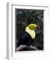 Keel-Billed Toucan (Rainbow-Billed Toucan), Macaw Mountain Bird Park, Near Copan, Honduras-null-Framed Photographic Print