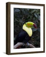 Keel-Billed Toucan (Rainbow-Billed Toucan), Macaw Mountain Bird Park, Near Copan, Honduras-null-Framed Photographic Print