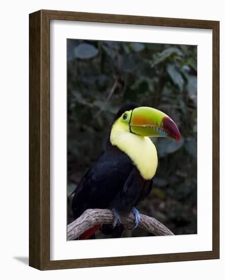 Keel-Billed Toucan (Rainbow-Billed Toucan), Macaw Mountain Bird Park, Near Copan, Honduras-null-Framed Photographic Print