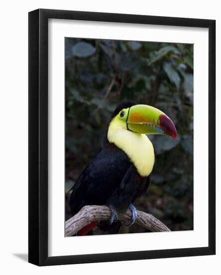 Keel-Billed Toucan (Rainbow-Billed Toucan), Macaw Mountain Bird Park, Near Copan, Honduras-null-Framed Photographic Print