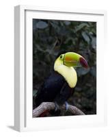 Keel-Billed Toucan (Rainbow-Billed Toucan), Macaw Mountain Bird Park, Near Copan, Honduras-null-Framed Photographic Print