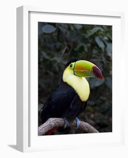 Keel-Billed Toucan (Rainbow-Billed Toucan), Macaw Mountain Bird Park, Near Copan, Honduras-null-Framed Photographic Print