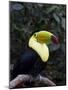 Keel-Billed Toucan (Rainbow-Billed Toucan), Macaw Mountain Bird Park, Near Copan, Honduras-null-Mounted Photographic Print