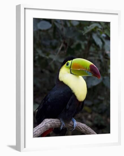 Keel-Billed Toucan (Rainbow-Billed Toucan), Macaw Mountain Bird Park, Near Copan, Honduras-null-Framed Photographic Print