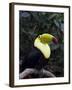 Keel-Billed Toucan (Rainbow-Billed Toucan), Macaw Mountain Bird Park, Near Copan, Honduras-null-Framed Photographic Print