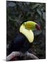 Keel-Billed Toucan (Rainbow-Billed Toucan), Macaw Mountain Bird Park, Near Copan, Honduras-null-Mounted Photographic Print