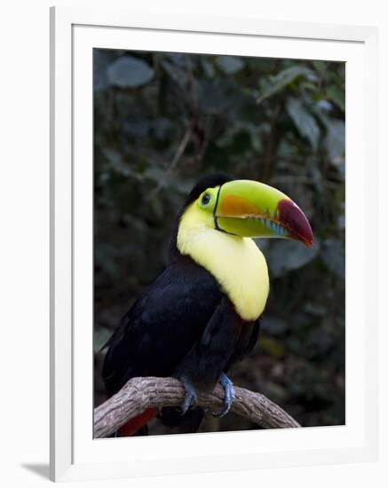 Keel-Billed Toucan (Rainbow-Billed Toucan), Macaw Mountain Bird Park, Near Copan, Honduras-null-Framed Photographic Print