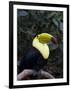 Keel-Billed Toucan (Rainbow-Billed Toucan), Macaw Mountain Bird Park, Near Copan, Honduras-null-Framed Photographic Print