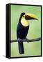 Keel-Billed Toucan (Ramphastos Sulfuratus), Sarapiqui, Costa Rica-null-Framed Stretched Canvas