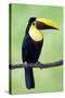 Keel-Billed Toucan (Ramphastos Sulfuratus), Sarapiqui, Costa Rica-null-Stretched Canvas