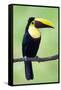 Keel-Billed Toucan (Ramphastos Sulfuratus), Sarapiqui, Costa Rica-null-Framed Stretched Canvas