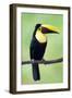 Keel-Billed Toucan (Ramphastos Sulfuratus), Sarapiqui, Costa Rica-null-Framed Photographic Print