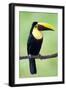 Keel-Billed Toucan (Ramphastos Sulfuratus), Sarapiqui, Costa Rica-null-Framed Photographic Print