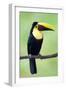 Keel-Billed Toucan (Ramphastos Sulfuratus), Sarapiqui, Costa Rica-null-Framed Photographic Print