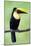 Keel-Billed Toucan (Ramphastos Sulfuratus), Sarapiqui, Costa Rica-null-Mounted Photographic Print