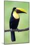 Keel-Billed Toucan (Ramphastos Sulfuratus), Sarapiqui, Costa Rica-null-Mounted Photographic Print