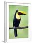 Keel-Billed Toucan (Ramphastos Sulfuratus), Sarapiqui, Costa Rica-null-Framed Photographic Print