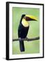 Keel-Billed Toucan (Ramphastos Sulfuratus), Sarapiqui, Costa Rica-null-Framed Photographic Print