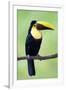 Keel-Billed Toucan (Ramphastos Sulfuratus), Sarapiqui, Costa Rica-null-Framed Photographic Print