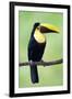 Keel-Billed Toucan (Ramphastos Sulfuratus), Sarapiqui, Costa Rica-null-Framed Photographic Print