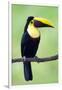 Keel-Billed Toucan (Ramphastos Sulfuratus), Sarapiqui, Costa Rica-null-Framed Photographic Print