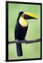 Keel-Billed Toucan (Ramphastos Sulfuratus), Sarapiqui, Costa Rica-null-Framed Photographic Print