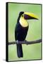 Keel-Billed Toucan (Ramphastos Sulfuratus), Sarapiqui, Costa Rica-null-Framed Stretched Canvas