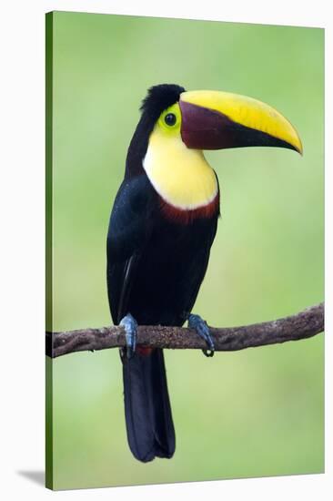 Keel-Billed Toucan (Ramphastos Sulfuratus), Sarapiqui, Costa Rica-null-Stretched Canvas