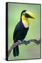 Keel-Billed toucan (Ramphastos sulfuratus), Sarapiqui, Costa Rica-null-Framed Stretched Canvas