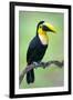 Keel-Billed toucan (Ramphastos sulfuratus), Sarapiqui, Costa Rica-null-Framed Premium Photographic Print