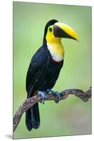 Keel-Billed toucan (Ramphastos sulfuratus), Sarapiqui, Costa Rica-null-Mounted Premium Photographic Print