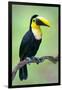 Keel-Billed toucan (Ramphastos sulfuratus), Sarapiqui, Costa Rica-null-Framed Premium Photographic Print