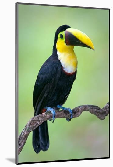 Keel-Billed toucan (Ramphastos sulfuratus), Sarapiqui, Costa Rica-null-Mounted Photographic Print