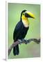 Keel-Billed toucan (Ramphastos sulfuratus), Sarapiqui, Costa Rica-null-Framed Photographic Print