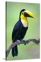 Keel-Billed toucan (Ramphastos sulfuratus), Sarapiqui, Costa Rica-null-Stretched Canvas