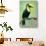 Keel-Billed toucan (Ramphastos sulfuratus), Sarapiqui, Costa Rica-null-Stretched Canvas displayed on a wall