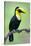 Keel-Billed toucan (Ramphastos sulfuratus), Sarapiqui, Costa Rica-null-Stretched Canvas