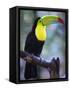 Keel-Billed Toucan (Ramphastos Sulfuratus), Summit Botanical Gardens and Zoo, Panama City, Panama-Christian Kober-Framed Stretched Canvas