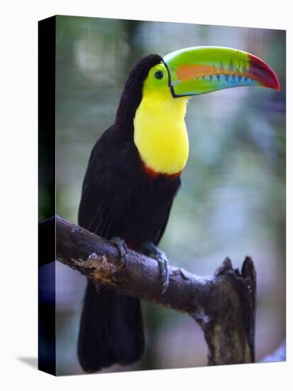 Keel-Billed Toucan (Ramphastos Sulfuratus), Summit Botanical Gardens and Zoo, Panama City, Panama-Christian Kober-Stretched Canvas