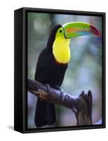 Keel-Billed Toucan (Ramphastos Sulfuratus), Summit Botanical Gardens and Zoo, Panama City, Panama-Christian Kober-Framed Stretched Canvas