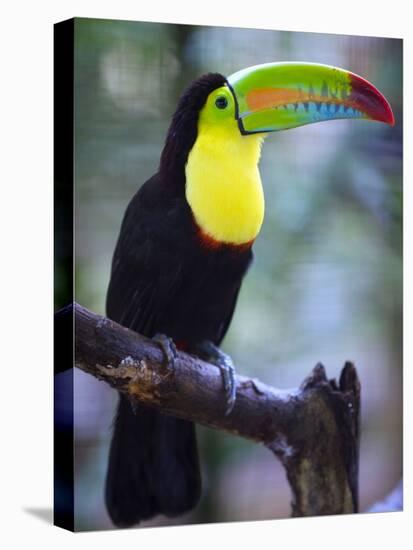 Keel-Billed Toucan (Ramphastos Sulfuratus), Summit Botanical Gardens and Zoo, Panama City, Panama-Christian Kober-Stretched Canvas