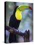Keel-Billed Toucan (Ramphastos Sulfuratus), Summit Botanical Gardens and Zoo, Panama City, Panama-Christian Kober-Stretched Canvas