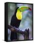 Keel-Billed Toucan (Ramphastos Sulfuratus), Summit Botanical Gardens and Zoo, Panama City, Panama-Christian Kober-Framed Stretched Canvas