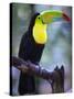 Keel-Billed Toucan (Ramphastos Sulfuratus), Summit Botanical Gardens and Zoo, Panama City, Panama-Christian Kober-Stretched Canvas