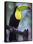 Keel-Billed Toucan (Ramphastos Sulfuratus), Summit Botanical Gardens and Zoo, Panama City, Panama-Christian Kober-Framed Stretched Canvas