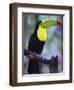 Keel-Billed Toucan (Ramphastos Sulfuratus), Summit Botanical Gardens and Zoo, Panama City, Panama-Christian Kober-Framed Photographic Print