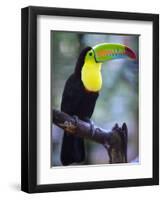 Keel-Billed Toucan (Ramphastos Sulfuratus), Summit Botanical Gardens and Zoo, Panama City, Panama-Christian Kober-Framed Photographic Print