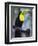 Keel-Billed Toucan (Ramphastos Sulfuratus), Summit Botanical Gardens and Zoo, Panama City, Panama-Christian Kober-Framed Photographic Print