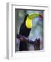 Keel-Billed Toucan (Ramphastos Sulfuratus), Summit Botanical Gardens and Zoo, Panama City, Panama-Christian Kober-Framed Photographic Print